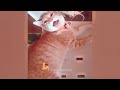 Funniest Cats And Dogs Videos 2024😁You Laugh You Lose 🐶