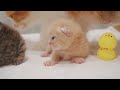 Cute Cats & Kittens...Mom Cat And Her Kittens 15