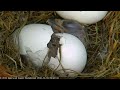 Bald Eagles Romeo & Juliet Welcome Peace to the Nest- Watch the Eaglet Hatch!