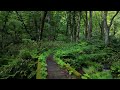 Forest Bathing Nature Walk on Mossy Mt. Daisen | Tottori, Japan 4K Mountain Stream ASMR