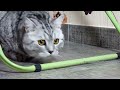 Funny Cats and  Cute Kittens Playing Compilation for laugh !