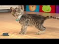 Animated Little Kitten Cute Kitten Cat Adventure - Best Educational Cartoon for Kids Learning