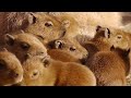 11匹の仔カピバラが誕生！伊豆アニマルキングダム ( 11 baby capybaras were born in Izu Animal Kingdom )