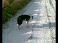 Border Collie 4 &1/2 months old first time in the snow