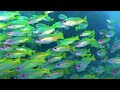 Coral Reef Aquarium Collection 4K ULTRA HD  - Nature's Paradise In The Heart Of The Ocean