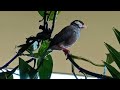 Tiny Hawaii Java sparrow moves his little head while vocalizing its hypnotic sounds