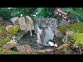 Cat TV | Dog TV! 4HRS of Soothing Birdbath with Birds Chirping for Separation Anxiety, No Loop! A159