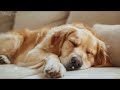 10 HOURS of Dog Calming Music For Dogs🎵🐶relax my dog🐶💖Anti Separation Anxiety Relief🎵 Healing Music