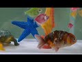 cute animals, ranchu fish, turtles, guppies, glofish, seals, octopuses, koi fish, comet fish