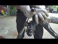 Technology for manufacturing and restoring an old broken motorbike into a 150cc BMX