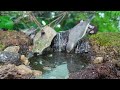 Cat TV | Dog TV! 4HRS of Soothing Birdbath with Birds Chirping for Separation Anxiety, No Loop! A141