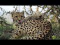 Cheetah Mom Must Leave Blind Cubs to Hunt | New Kids in the Wild 103