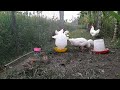 Funniest Animals 🤣 Ducks and chickens outside in the garden