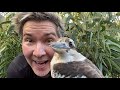 Manningham's Backyard Biodiversity: Laughing kookaburra