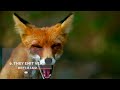10 FACTS About FOXES That May Surprise You 🦊 Fun Fox Facts