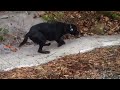 Bell Houdini Papillion searching in a ditch!