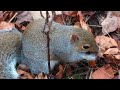 Cool Squirrel Footage | Slow Day of Deer Hunting