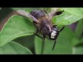 Watch this Beewolf or Bee-killing Wasp (Philanthus loeflingi) catch a honeybee (Apis sp.)
