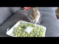 Peanut Squirrel getting into his favorite treats.