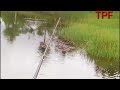 Snakehead fishing_Try to fish snakehead mother is leading her children @ TRUNG PLEIKU FISHING