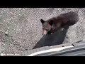 This Tourist Was Brutally Attacked By Bear!