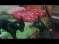 Puppy Beba singing - Štene Beba peva - Küçük köpek Beba şan :))))