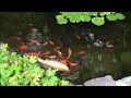 Koi Boy is 24 years old! 🐟 | Large Butterfly Koi | Goldfish pond | Shih Tzu dog Lacey 🐾