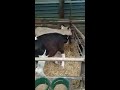 Calf rearing tips, bucket feeding calves. Calf that won't drink