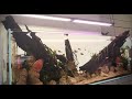 This little time lapse doesn't do these fish justice @ my local hardscape store!