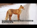 Where do Urban Foxes Live 🐿️❤️ Fox Facts