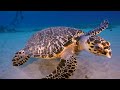 Ocean 4K - Beautiful Coral Reef Fish in Aquarium, Sea Animals for Relaxation (4K Video Ultra HD) #40