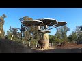 San Diego Zoo - Walking Tour 4K