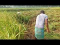 ধান কাটা হচ্ছে / paddy harvesting