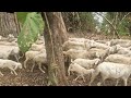 Pengembala Ratusan Domba Milik TNI di Desa Terpencil Ponorogo