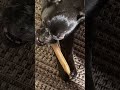 Roxy chews her chewy for 3 minutes and 41 seconds