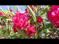 Oleander im Wind mit Hummel