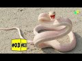 सिर्फ नसीब वाले ही देख पाते हैं इन सांपों को | Rarest Snakes in the World