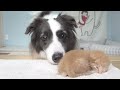 Rescued Tiny Kitten Grows Up Believing He’s a Big Dog | Day 1 to 60