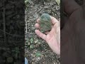 Ancient green slate adze recovered in Ohio