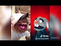 #puppetcomp2019 vote on TikTok for your favorite videos #thepuppetarmy. This is Gundgi and Marty
