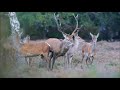 Red deer rut - Pure action