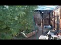 Outdoor Cannabis grow SoCal 2022 vol 10