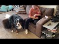 Bernese Mountain Dog Meets Newborn Baby Brother