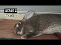 Daily Sleeping Pattern Of A Flemish Giant Rabbit