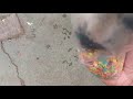 Dogs Eating Fruity Pebbles!