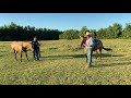 Problem Horse | Buddy Sour