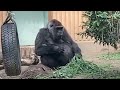 Dad gorilla going crazy. Shaking head to show frustration! 🅷🅾🆃【KyotoZoo,  Gorilla Momotaro