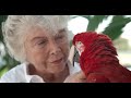 Why Are Wild Parrots Disappearing in Miami? | Short Film Showcase