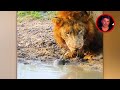 50 Incredible Animal Moments Caught On Camera!