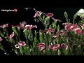 Gentle Rain on the Flower | Sounds With Piano Music for Sleeping and Relaxing | 10 Hour Video |